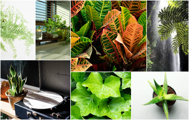 Office plant Blog_roślinne odpromienniki Kraków porady ogrodnicze miejski ogrodnik