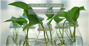 rośliny wodnika