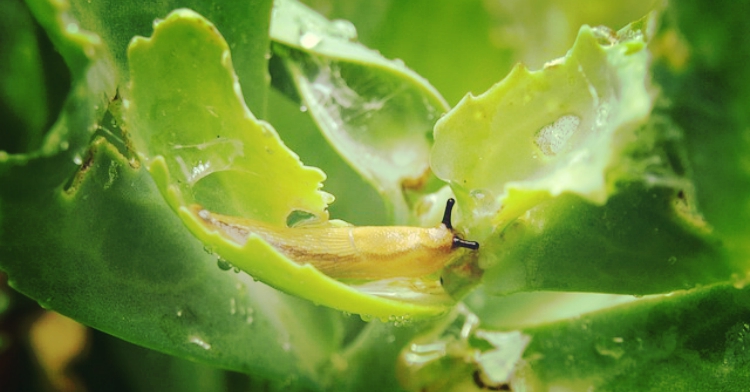 5 szkodników roślin office plant ogród łobzów kraków mszyce 