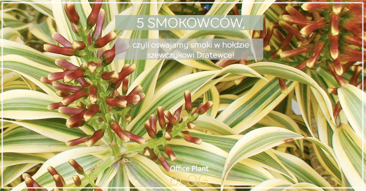 5 smokowców draceny Kraków