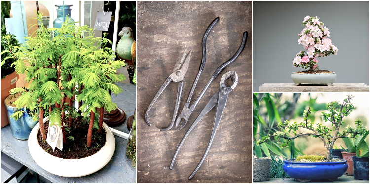 tajemnicze bonsai 1(1)