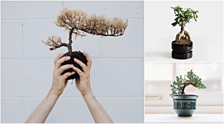 tajemnicze bonsai(1)(1)