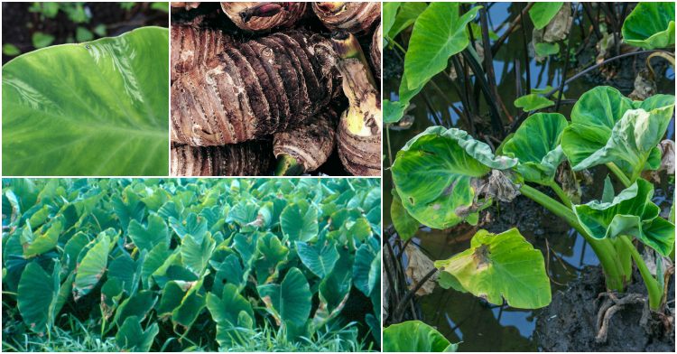 Office Plant_ alokazja kolokazja slonie uszy Kraków taro