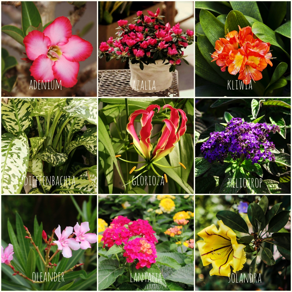 trujace gatunki roslin doniczkowych