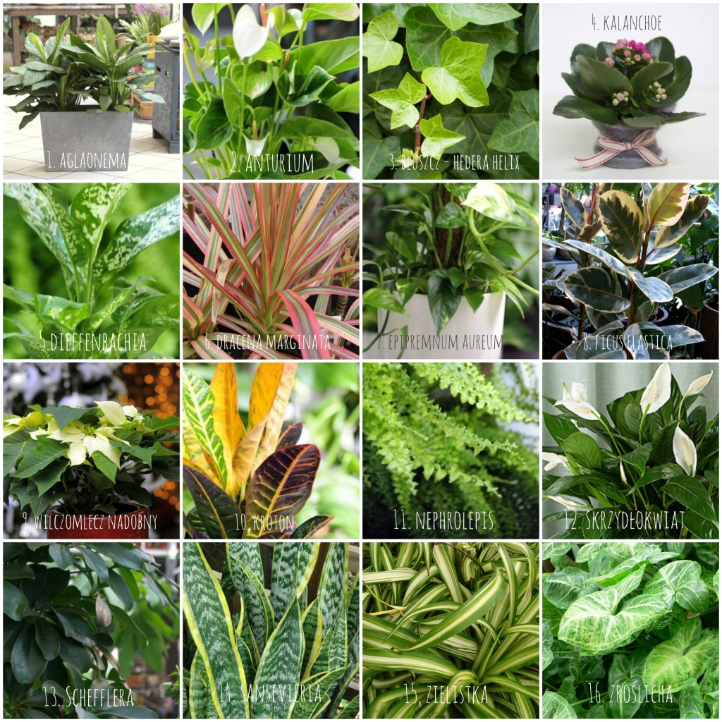 TRUJĄCE ROŚLINY FILTRUJĄCE POWIETRZE NASA OFFICE PLANT