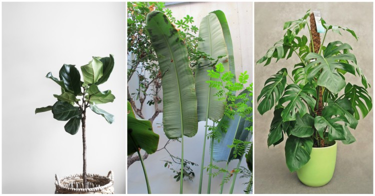 wielkolistne rosliny