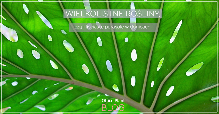 wielkolistne rosliny