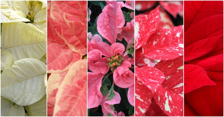 Office Plant Blog_ gwiazda betlejemka pielęgnacja Kraków wilczomlecz odmiany