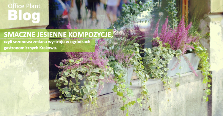 JESIENNE KOMPOZYCJE W POJEMNIKACH ogródki gastronomiczne kwiaty kraków