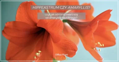 HIPPEASTRUM CZY AMARYLLIS?