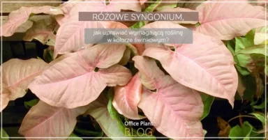RÓŻOWE SYNGONIUM.