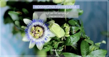 KOSMICZNA PASSIFLORA.