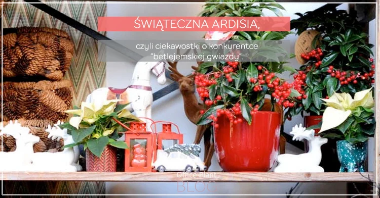 ŚWIĄTECZNA ARDISIA.