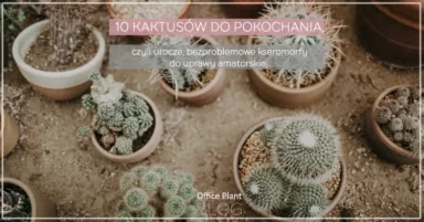 KAKTUSY DO POKOCHANIA.