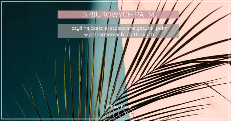 5 BIUROWYCH PALM