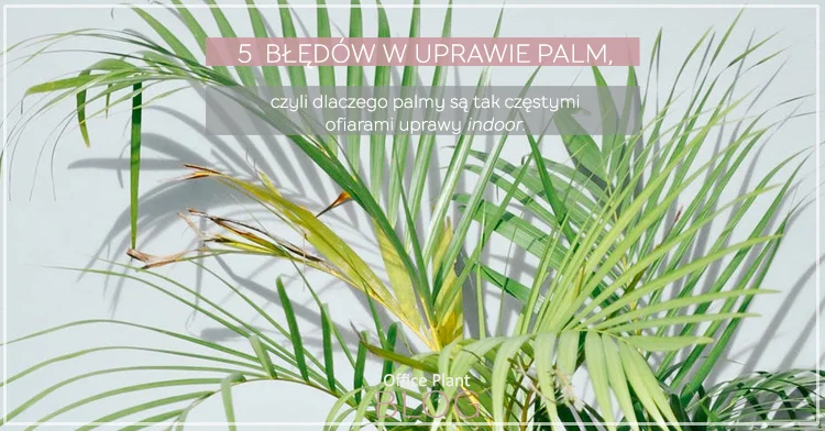5 BŁĘDÓW W UPRAWIE PALM