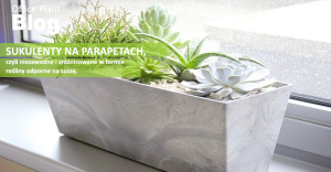 OP_Blog_Zielone Biuro copy