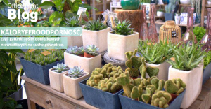 op_blog_kaloryferoodpornosc