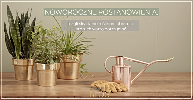 Office Plant Blog_noworoczne postanowienia odnosnie roślin Autor: Corinna Zyska OfficePlant_noworoczne postanowienia odnosnie roślin pielęgnacja Kraków