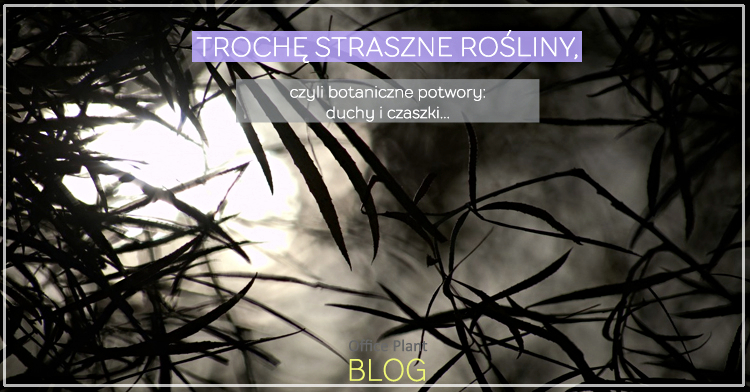 Office Plant Blog_straszne rośliny Halloween 2018 Kraków