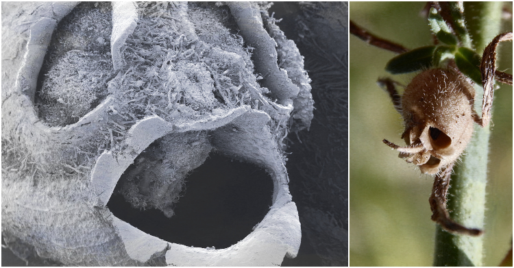 Office Plant Blog_straszne rośliny Halloween 2018 Kraków