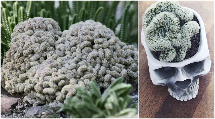 Office Plant Blog_straszne rośliny Halloween 2018 Kraków straszne rosliny 2 mozg(1)