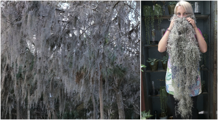 Office Plant Blog_straszne rośliny Halloween 2018 Kraków straszne rośliny 4 tilandsia(1)