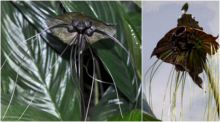 straszne rośliny 5 tacca(1)(1)