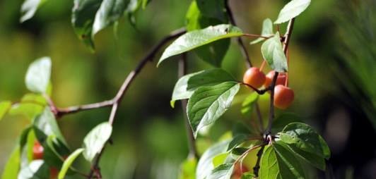 Office Plant Blog_drzewa do donic jabłoń ozdobna rajskie jabłuszko Kraków miejski ogrodnik