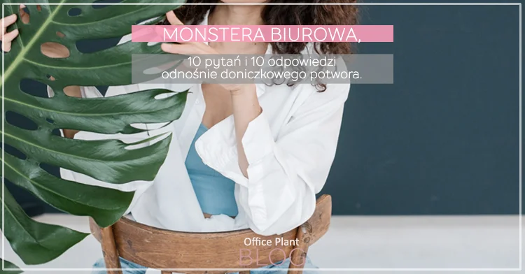 MONSTERA BIUROWA