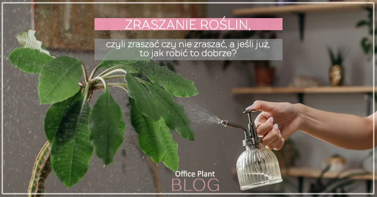 ZRASZANIE ROŚLIN DONICZKOWYCH.