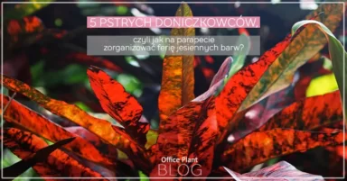 5 PSTRYCH DONICZKOWCÓW.