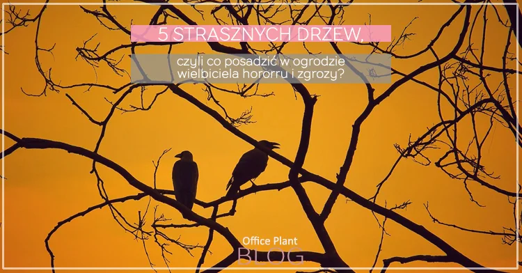 5 STRASZNYCH DRZEW.