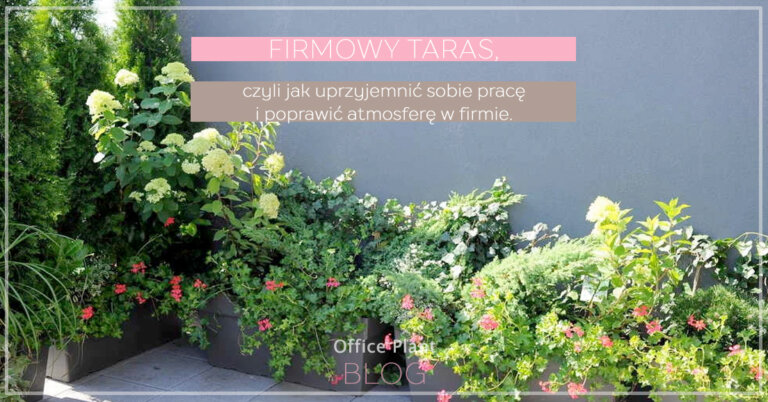 FIRMOWY TARAS
