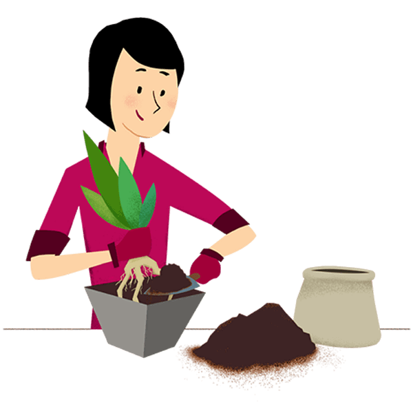 Przygotowania: wybór roślin do biura