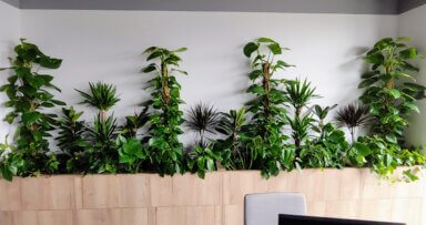 Realizacja Office Plant dla [nazwa biura] - duże i średnie, wolnostojące rośliny
