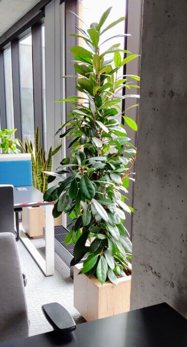 Realizacja Office Plant dla [nazwa biura] - duże, wolnostojące rośliny