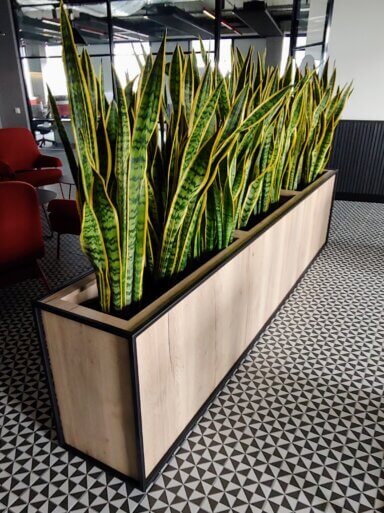 Aranżacja zieleni w przestrzeni biurowej kompleksu High5ive - rośliny w dużej prostokątnej drewnianej donicy
