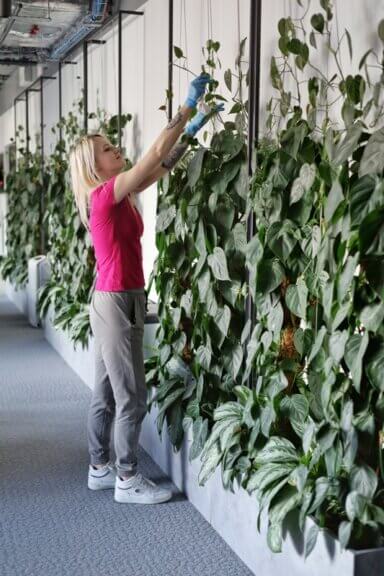 Aranżacja zieleni w przestrzeni biurowej kompleksu High5ive - zielona ściana