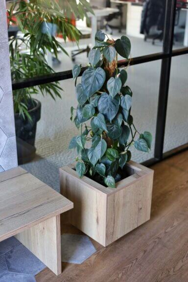 Aranżacja zieleni w przestrzeni biurowej kompleksu High5ive - roślina w drewnianej kwadratowej donicy w sali konferencyjnej