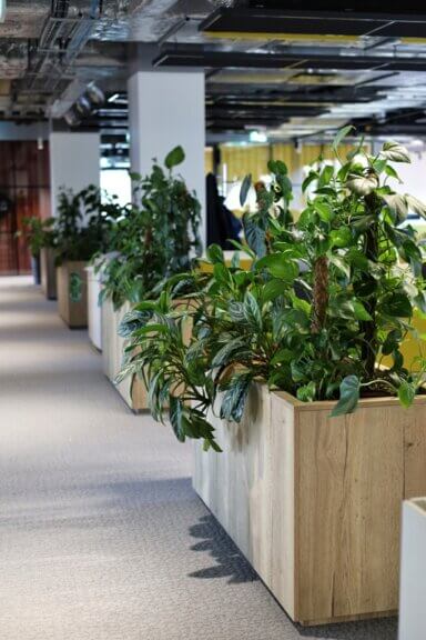 Aranżacja zieleni w przestrzeni biurowej kompleksu High5ive - rośliny w dużych kwadratowych drewnianych donicach