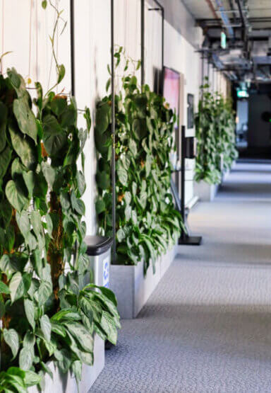 Aranżacja zieleni w przestrzeni biurowej kompleksu High5ive - zielona ściana