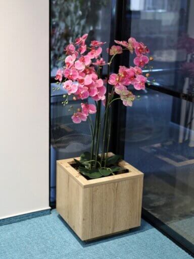 Aranżacja zieleni w przestrzeni biurowej kompleksu High5ive - orchidea