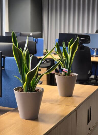 Realizacja Office Plant dla Alfa Laval: rośliny w szarych doniczkach