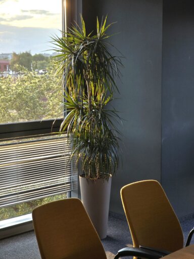 Realizacja Office Plant dla Alfa Laval: roślina w szarej doniczce