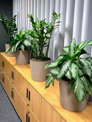 Realizacja Office Plant dla Alfa Laval: rośliny w szarych doniczkach