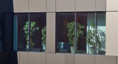 Aranżacja zieleni w przestrzeni biurowej kompleksu High5ive - rośliny w oknach