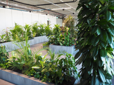 Realizacja Office Plant dla Zabłocie Bussines Park - duże i średnie rośliny: filodendron, zamioculcas, fikus, epipremnum, areca, dracena , aglaonema, schefflera. Realizacja Office Plant w Krakowie - szare donice dla kompozycji dużych, średnich i małych roślin.