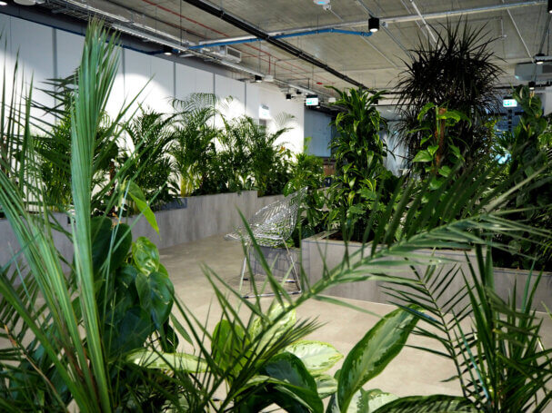 Realizacja Office Plant dla Zabłocie Bussines Park - duże i średnie rośliny: filodendron, zamioculcas, fikus, epipremnum, areca, dracena , aglaonema, schefflera. Realizacja Office Plant w Krakowie - szare donice dla kompozycji dużych, średnich i małych roślin.