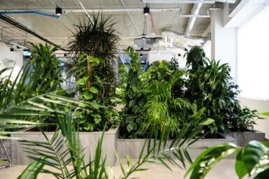 Realizacja Office Plant dla Zabłocie Bussines Park - duże i średnie rośliny: filodendron, zamioculcas, fikus, epipremnum, areca, dracena , aglaonema, schefflera. Realizacja Office Plant w Krakowie - szare donice dla kompozycji dużych, średnich i małych roślin.